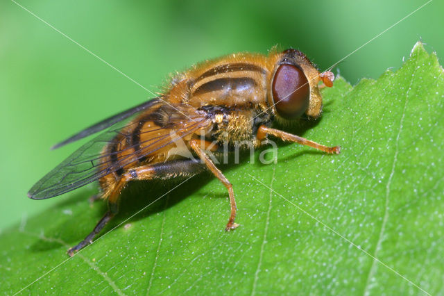 Hoverfly (Parhelophilus frutetorum)
