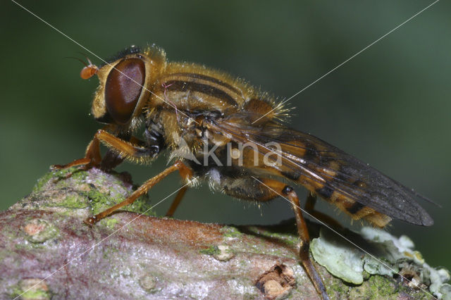 Bosfluweelzwever (Parhelophilus frutetorum)