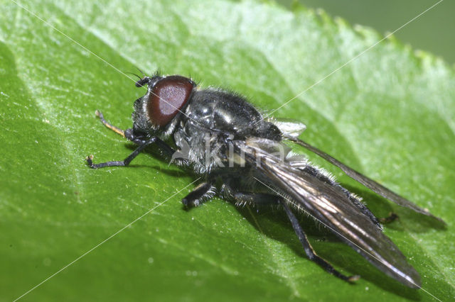Bosgitje (Cheilosia variabilis)