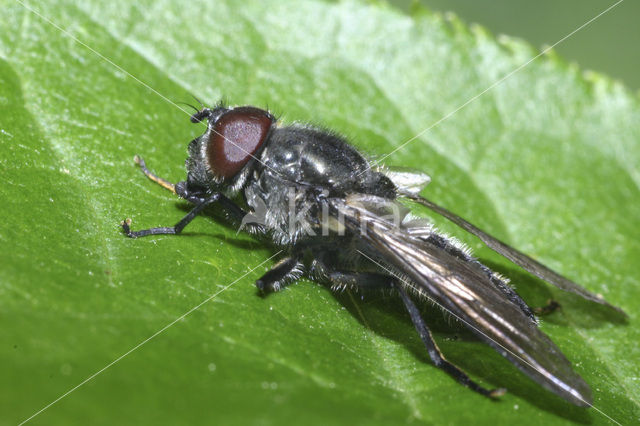 Cheilosia variabilis