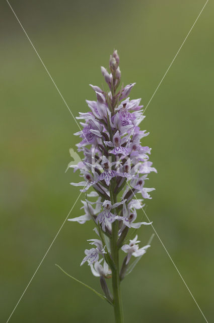 Common Spotted Orchid (Dactylorhiza fuchsii)