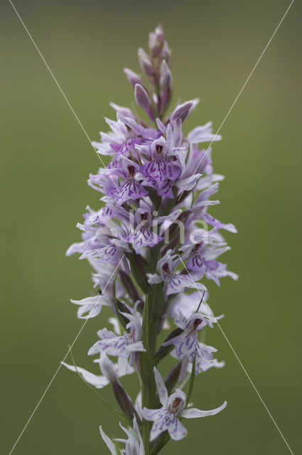 Bosorchis (Dactylorhiza fuchsii)