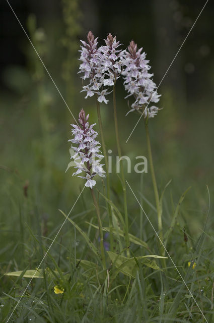 Bosorchis (Dactylorhiza fuchsii)