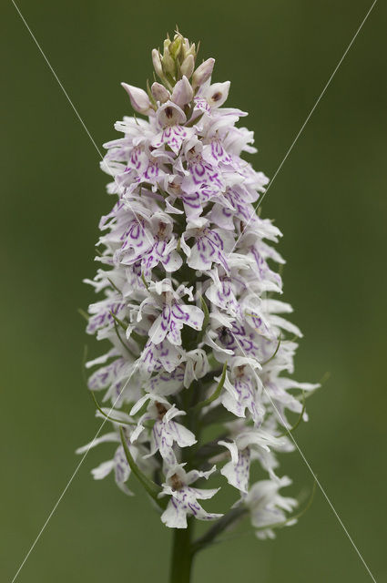 Bosorchis (Dactylorhiza fuchsii)