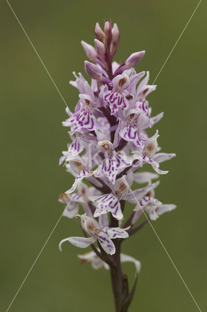 Common Spotted Orchid (Dactylorhiza fuchsii)