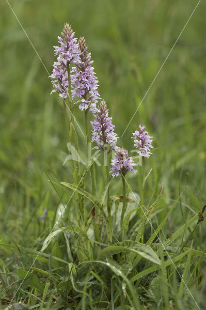 Bosorchis (Dactylorhiza fuchsii)