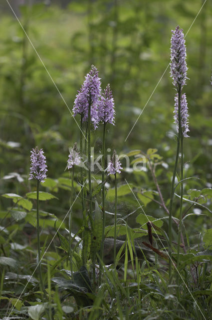 Common Spotted Orchid (Dactylorhiza fuchsii)