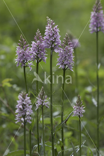 Bosorchis (Dactylorhiza fuchsii)