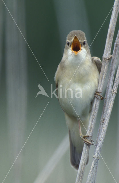 Bosrietzanger (Acrocephalus palustris)