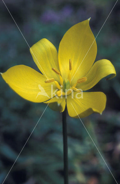 Bostulp (Tulipa sylvestris)