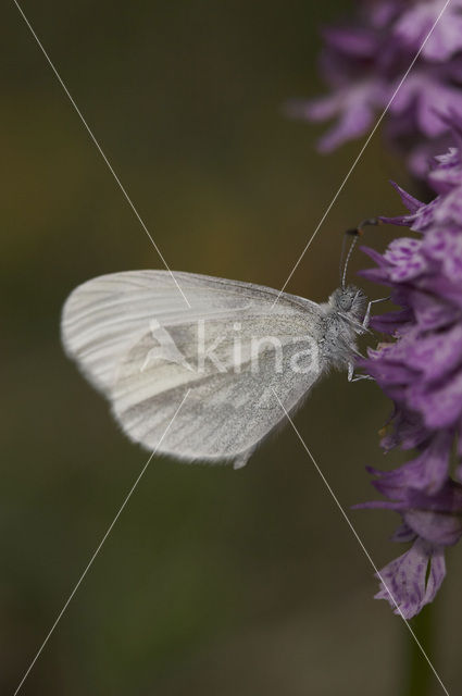 Wood White (Leptidea sinapis)