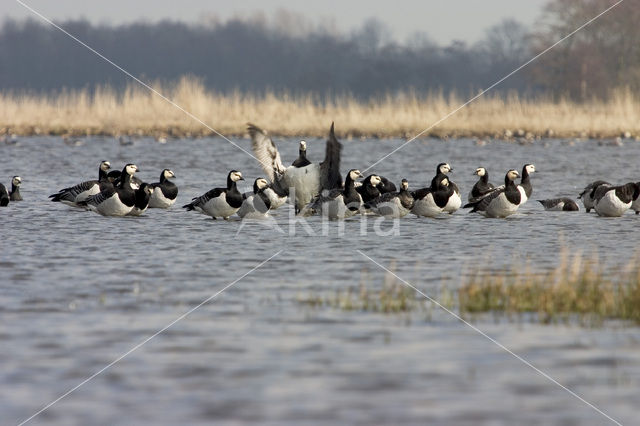 Brandgans (Branta leucopsis)