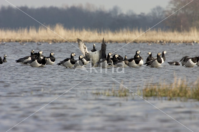 Barnacle Goose (Branta leucopsis)