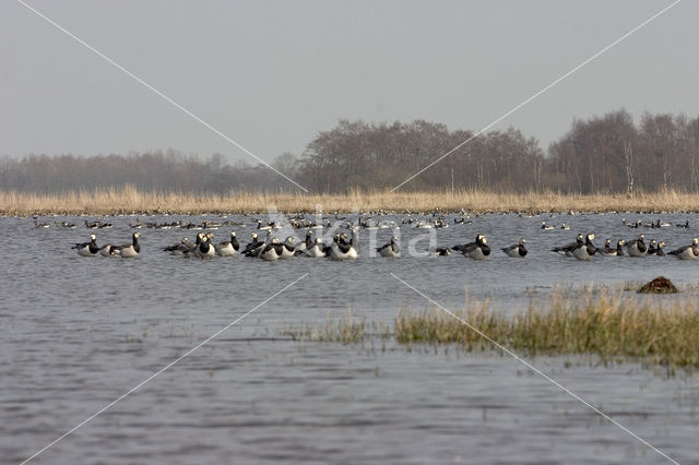 Barnacle Goose (Branta leucopsis)