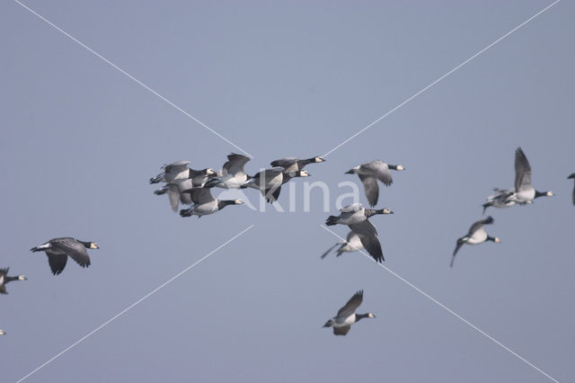 Brandgans (Branta leucopsis)