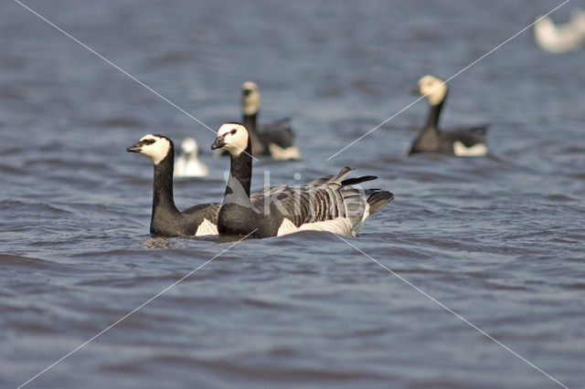 Brandgans (Branta leucopsis)