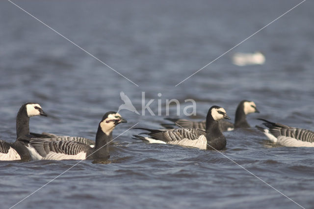 Brandgans (Branta leucopsis)