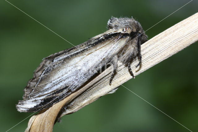 Brandvlerkvlinder (Pheosia tremula)