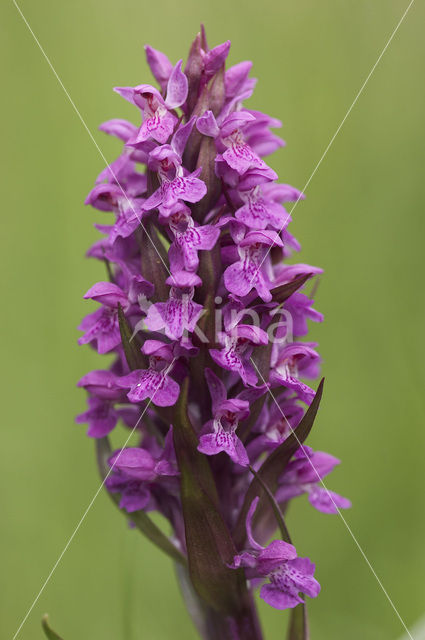 Western Marsh-orchid (Dactylorhiza majalis)