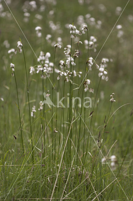 Broad-leaved Cottongrass (Eriophorum latifolium)