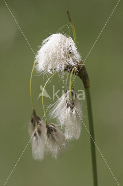 Breed wollegras (Eriophorum latifolium)