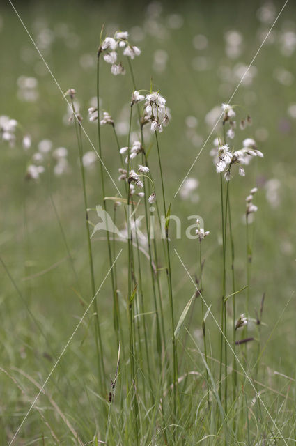 Breed wollegras (Eriophorum latifolium)