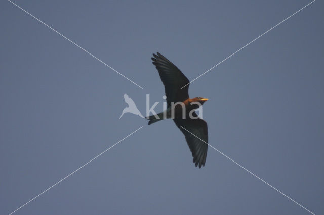 Broad-billed Roller (Eurystomus glaucurus)