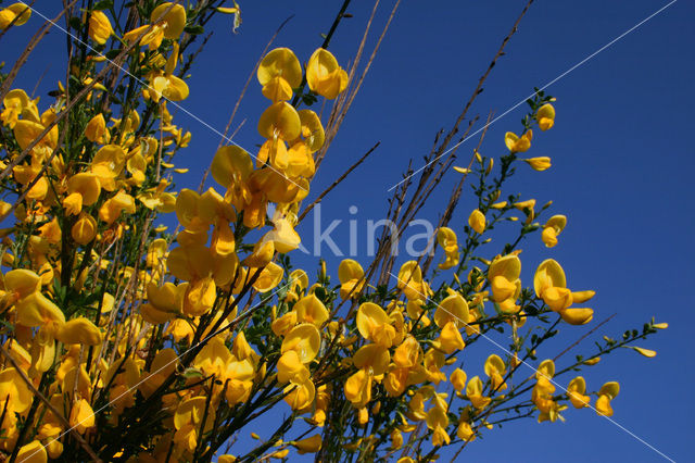 Broom (Cytisus scoparius)