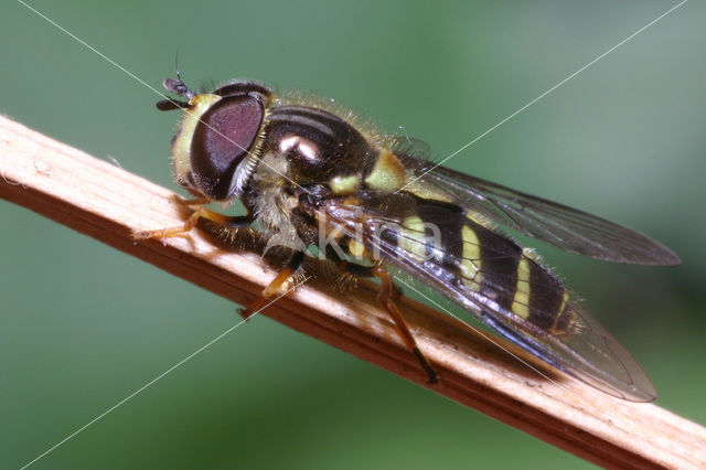 Hoverfly (Dasysyrphus albostriatus)