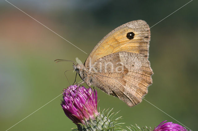 Meadow Brown (Maniola jurtina)