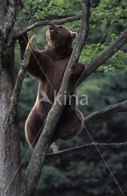 Bruine beer (Ursus arctos)