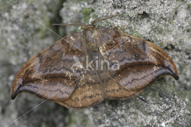 Bruine eenstaart (Drepana curvatula)