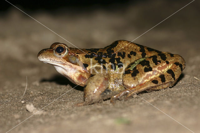 Common Frog (Rana temporaria)