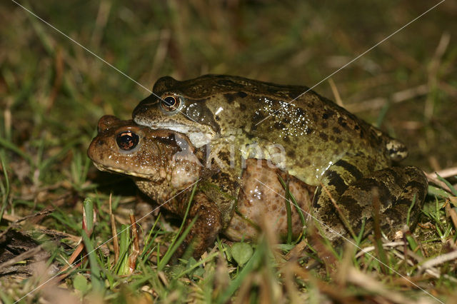 Common Frog (Rana temporaria)
