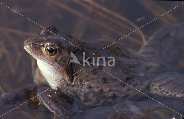 Common Frog (Rana temporaria)