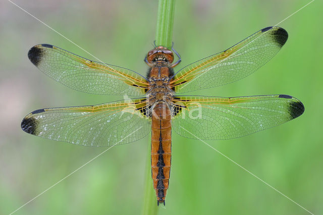 Bruine korenbout (Libellula fulva)