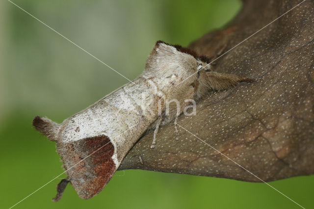 Bruine wapendrager (Clostera curtula)