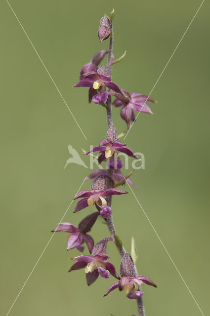 Dark-red Helleborine (Epipactis atrorubens)