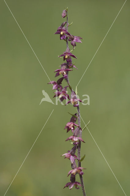 Bruinrode wespenorchis