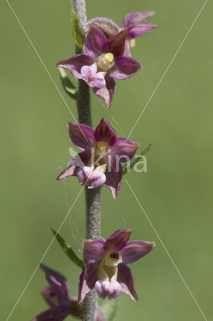 Bruinrode wespenorchis