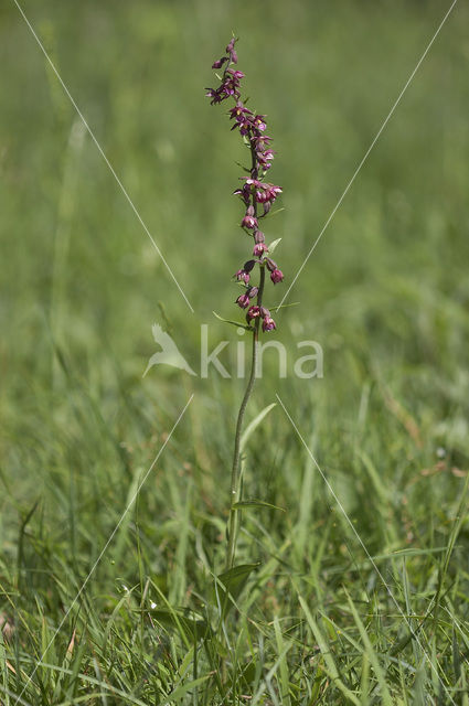 Bruinrode wespenorchis