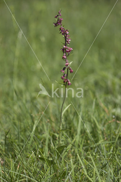 Bruinrode wespenorchis