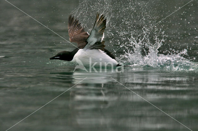 Brünnich's Guillemot