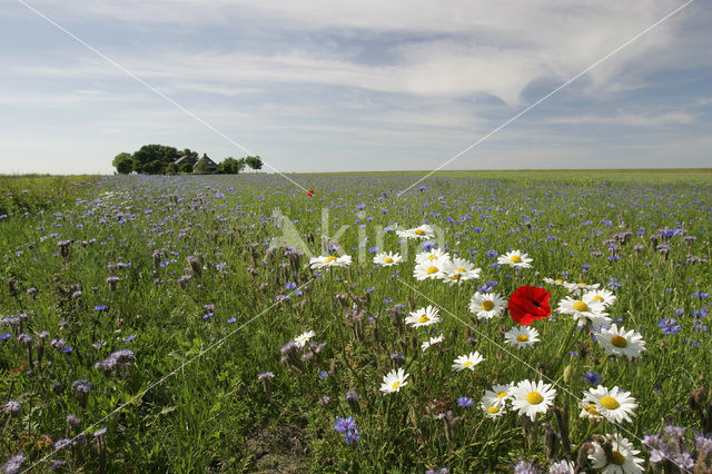 Dollard