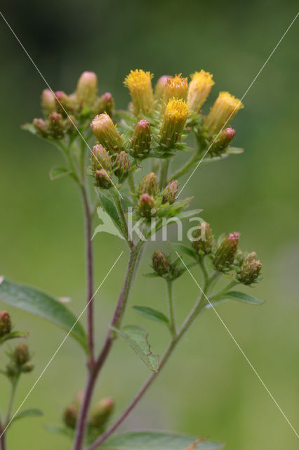 Donderkruid (Inula conyzae)