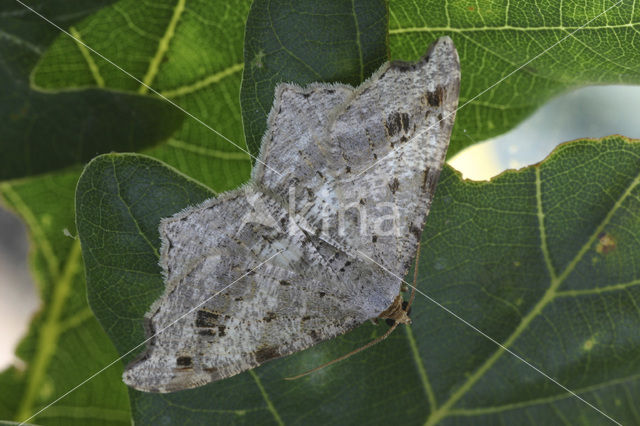 Sharp-angled Peacock (Macaria alternata)