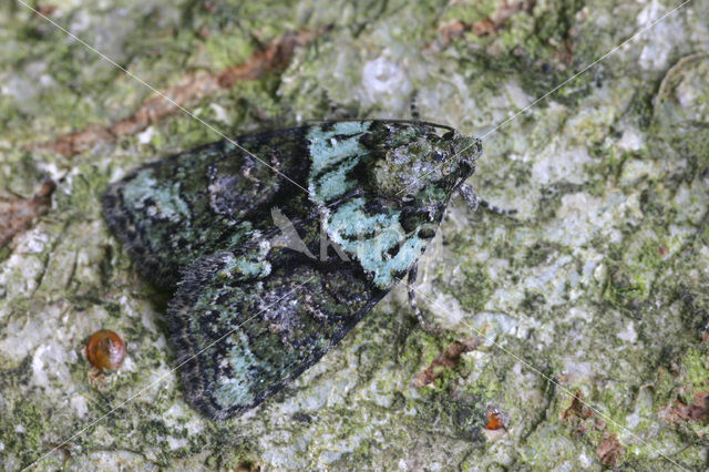 Tree-lichen Beauty (Cryphia algae)