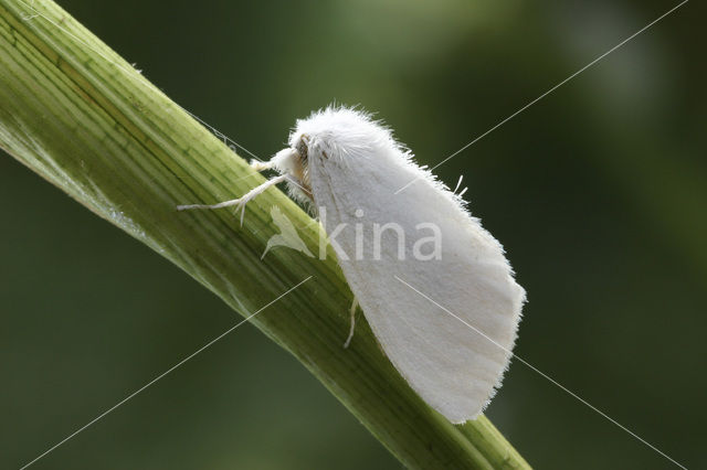 Yellow-tail (Euproctis similis)