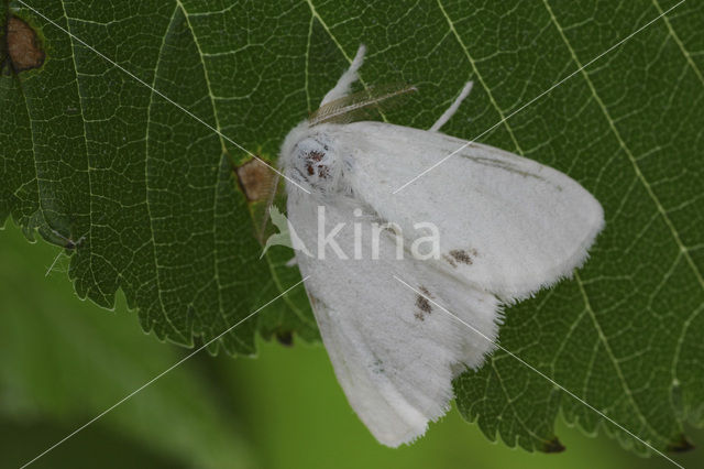 Donsvlinder (Euproctis similis)