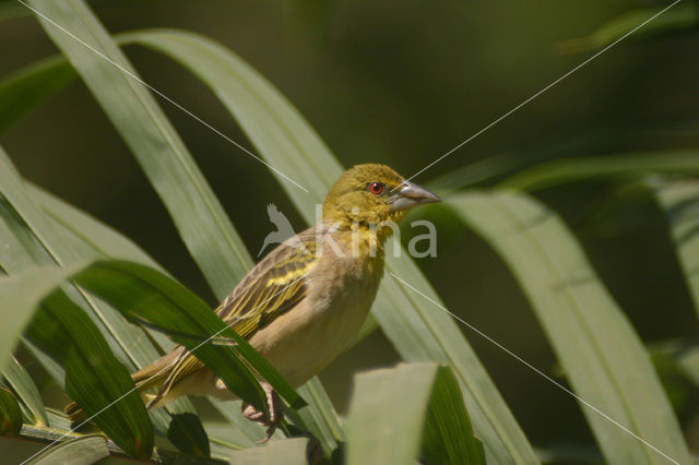 Village Weaver (Ploceus cucullatus)